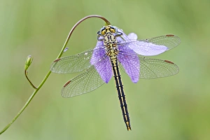Western Clubtail -Gomphus pulchellus- on a Spreading Bellflower -Campanula patula Western Clubtail -Gomphus pulchellus- on a Spreading Bellflower -Campanula patula
