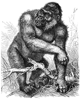 <b class=qtipBold><figcaption>Western gorilla (Gorilla gorilla)</figcaption></b><br>Antique illustration of a Western gorilla (Gorilla gorilla)<br><em>© Nikola Nastasic</em> Western gorilla (Gorilla gorilla)