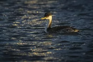 Images Dated 19th December 2015: Western Grebe