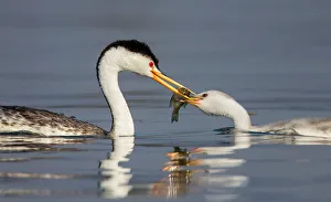<b class=qtipBold><figcaption>Western Grebe Feeding</figcaption></b><br>A baby Western Grebe being fed by its parent.<br><em>© 2014 Phoo Chan</em> Western Grebe Feeding