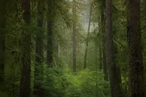 Western hemlock trees (Tsuga Heterophylla) in rainforest, Olympic National Park, Washington State, USA Western hemlock trees (Tsuga Heterophylla) in rainforest, Olympic National Park, Washington State, USA