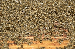 Western honey bees -Apis mellifera-, a large swarm of bees taking possession of a beehive Western honey bees -Apis mellifera-, a large swarm of bees taking possession of a beehive