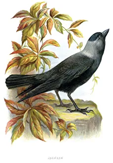 <b class=qtipBold><figcaption>Western Jackdaw - Corvus monedula</figcaption></b><br>Vintage lithograph from 1883 of a Western Jackdaw (Corvus monedula) sometimes known as the Eurasian Jackdaw, European Jackdaw or simply Jackdaw, is a passerine bird in the crow family.<br><em>© Duncan Walker</em> Western Jackdaw - Corvus monedula