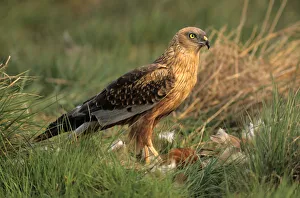Western Marsh Harrier (Circus aeruginosus), male with prey, Hortobagy, HajdAAº-Bihar Western Marsh Harrier (Circus aeruginosus), male with prey, Hortobagy, HajdAAº-Bihar