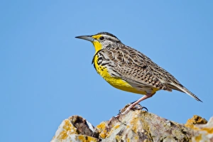 <b class=qtipBold><figcaption>Western Meadowlark</figcaption></b><br>Western Meadowlark sit on the mountain side.<br><em>© Phoo Chan</em> Western Meadowlark