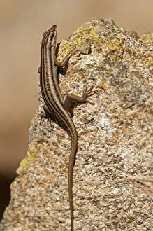 Western Rock Skink -Trachylepis sulcata-, Goegap Nature Reserve, Namaqualand Western Rock Skink -Trachylepis sulcata-, Goegap Nature Reserve, Namaqualand