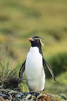 Eudyptes Chrysocome Gallery: Western Rockhopper Penguin -Eudyptes chrysocome-, Falkland Islands, South America, Subantarctic
