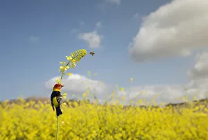 <b class=qtipBold><figcaption>Western Tanager and Honey Bee</figcaption></b><br>Male Western Tanager perched on a stalk of wild mustard and looking at flying honey bee<br><em>© 2013 SusanGary</em> Western Tanager and Honey Bee