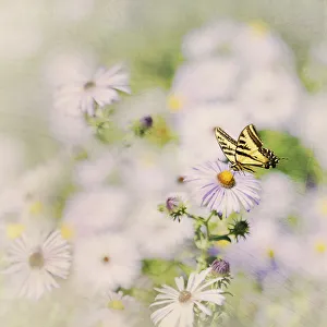 <b class=qtipBold><figcaption>Western Tiger Swallowtail Butterfly</figcaption></b><br>A textured image of a Western Tiger Swallowtail Butterfly gingerly extracting the nectar from a flower at the Los Angeles Arboretum<br><em>© 2009-2010 Susan Gary</em> Western Tiger Swallowtail Butterfly