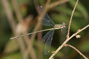 Western Willow Spreadwing -Lestes viridis- Untergroeningen, Baden-Wuerttemberg, Germany Western Willow Spreadwing -Lestes viridis- Untergroeningen, Baden-Wuerttemberg, Germany