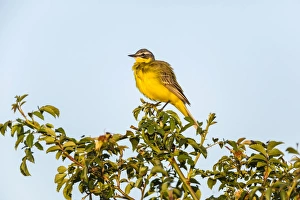 Western Yellow Wagtail -Motacilla flava- in breeding plumage, perched on a shrub, Seewinkel Western Yellow Wagtail -Motacilla flava- in breeding plumage, perched on a shrub, Seewinkel