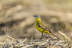 Western Yellow Wagtail -Motacilla flava- in breeding plumage, Seewinkel, Burgenland Western Yellow Wagtail -Motacilla flava- in breeding plumage, Seewinkel, Burgenland