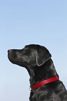 Wet black Labrador Retriever -Canis lupus familiaris-, male Wet black Labrador Retriever -Canis lupus familiaris-, male