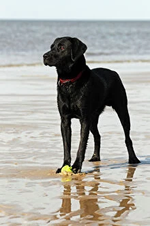 Balls Gallery: Wet black Labrador Retriever dog (Canis lupus familiaris) at the dog beach, male, domestic dog