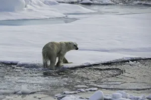 <b class=qtipBold><figcaption>Wet Feet</figcaption></b><br>Polar bear exiting the water as it moves from ice floe to ice floe.<br><em>© �� 2016 Wildestanimal</em> Wet Feet