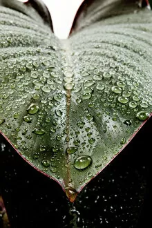 Shade Gallery: Wet rubber leaf