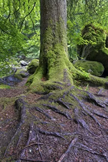 Wet tree trunk and green moss in forest close-up - Hermatidge Bridge Scotland Wet tree trunk and green moss in forest close-up - Hermatidge Bridge Scotland