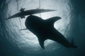<b class=qtipBold><figcaption>Whale shark</figcaption></b><br>Whale shark in underwater.<br><em>© Andrey Narchuk</em> Whale shark