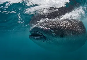 <b class=qtipBold><figcaption>Whale shark portrait</figcaption></b><br>Close-up of Whale shark under water, Oslob, Philippines.<br><em>© Andrey Narchuk</em> Whale shark portrait