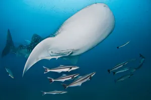 <b class=qtipBold><figcaption>Bend</figcaption></b><br>Whale sharks with a lot of satellites. Thailand.<br><em>© Andrey Narchuk</em> Bend