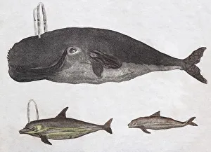 Whales, hand-coloured copperplate engraving from Friedrich Justin Bertuch Picture Whales, hand-coloured copperplate engraving from Friedrich Justin Bertuch Picture