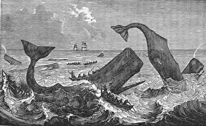 Whaling Industry Whaling Industry