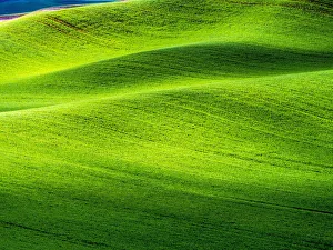 Wheat fields of Palouse region in spring, Washington State, USA Wheat fields of Palouse region in spring, Washington State, USA