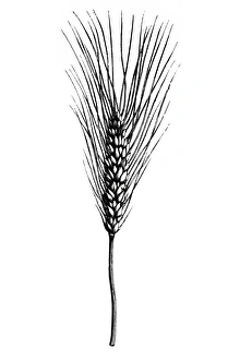 Images Dated 6th March 2016: Wheat (triticum compactum aristatum)