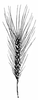 Images Dated 6th March 2016: Wheat (Triticum vulgare)