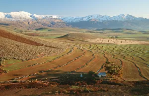 Wheatfield and snow covered mountains in background Wheatfield and snow covered mountains in background