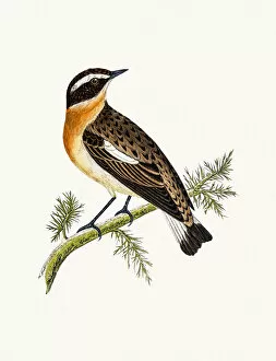 Whinchat Gallery: Whinchat