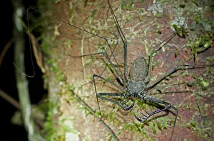 Whip spiders or tailless whip scorpions -Heterophrynus spec Whip spiders or tailless whip scorpions -Heterophrynus spec