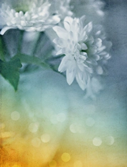 <b class=qtipBold><figcaption>Whispery white vintage daisy mums</figcaption></b><br>Vase of white daisy mums with pretty bokeh.<br><em>© 2010-2011 Susan Gary</em> Whispery white vintage daisy mums
