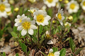 White Avens or dryas -Dryas octopetala-, Northern Europe White Avens or dryas -Dryas octopetala-, Northern Europe