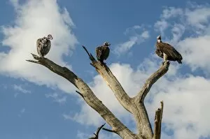 White-Backed Vultures