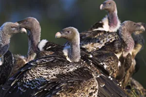 <b class=qtipBold><figcaption>White-backed vultures</figcaption></b><br>White-backed vultures (Gyps africanus). Maasai Mara National Reserve, Kenya. September 2015.<br><em>© Anup Shah</em> White-backed vultures