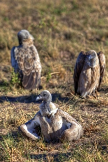 White-backed Vultures -Gyps africanus-, Masai Mara National Reserve, Kenya, East Africa White-backed Vultures -Gyps africanus-, Masai Mara National Reserve, Kenya, East Africa