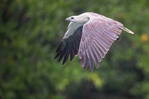 <b class=qtipBold><figcaption>White-bellied Sea Eagle</figcaption></b><br>Kedah, Malaysia<br><em>© 2013 Phoo Chan</em> White-bellied Sea Eagle