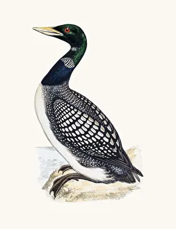 White Billed Northern Loon White Billed Northern Loon