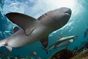 <b class=qtipBold><figcaption>White and black tips reef sharks</figcaption></b><br>White and black tips reef sharks, Fiji.<br><em>© Andrey Narchuk</em> White and black tips reef sharks