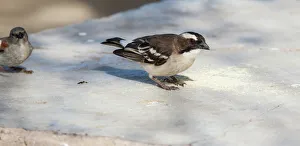 The white-browed sparrow-weaver is a predominantly brown, sparrow-sized bird found throughout central and north-central southern Africa The white-browed sparrow-weaver is a predominantly brown, sparrow-sized bird found throughout central and north-central southern Africa