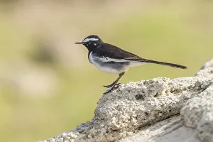 White-browed Wagtail -Motacilla maderaspatensis-, Chambal River, Rajasthan, India White-browed Wagtail -Motacilla maderaspatensis-, Chambal River, Rajasthan, India