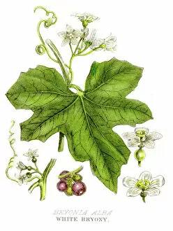 Crop Collection: White bryony poison plant engraving 1857