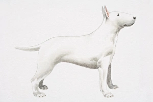 White Bull Terrier (Canis familiaris), side view White Bull Terrier (Canis familiaris), side view