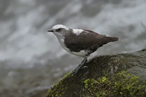 White-capped dipper (Cinclus leucocephalus) White-capped dipper (Cinclus leucocephalus)
