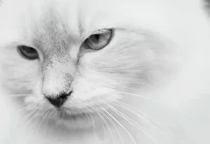 Geographical Locations Gallery: White cat, portrait