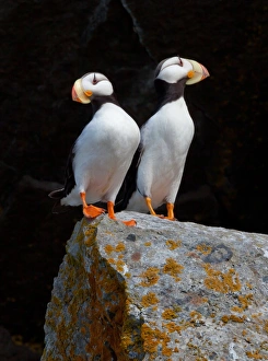 White-chested puffins, Fratercula corniculata, Horned puffins, Lake Clark National Park White-chested puffins, Fratercula corniculata, Horned puffins, Lake Clark National Park