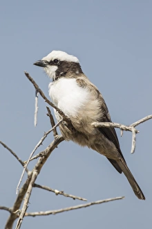 White-crowned shrike -Eurocephalus anguitimens-, Etosha National Park, Namibia, Africa