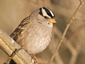 White-crowned Sparrow (Zonotrichia leucophrys) White-crowned Sparrow (Zonotrichia leucophrys)