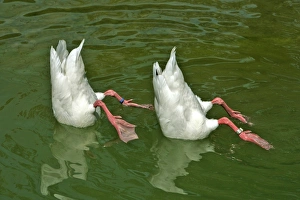 Two white ducks with heads under water, synchronized swimming Two white ducks with heads under water, synchronized swimming
